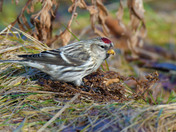 Redpolls