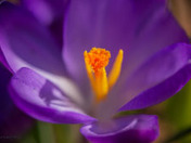 Spring Crocus in the Sun
