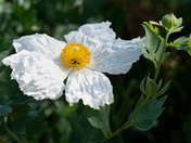 Matilijia Poppy