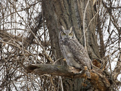 Great Horned Owl 