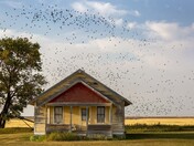 Blackbirds On The Prairie