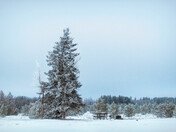 Anyone For a Picnic?