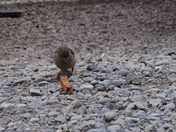 Bird With French Fry