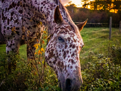  Leopard appaloosa getting a snack at sunset.