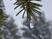 Winter Pause