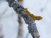 Immortal Apothecia 