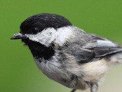 Black Capped Chickadee