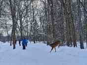 The deer is behind you Ma'am!