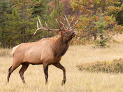 next entry
