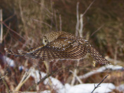 Barred Owl