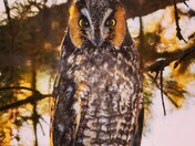 Long-eared Owl
