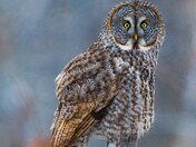 Great Grey Owl keeping warm