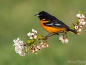 previous entry