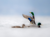 Stretching his Wings