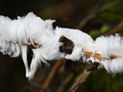 Jack Frost Magic