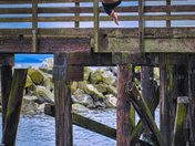 High Dive Off The Pier