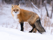Red Fox