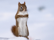 Red Squirrel
