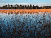 Reflections of the forest