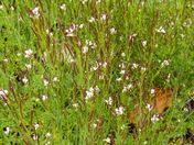 previous entry
