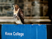 A Bird of Higher Learning