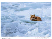 Winter Fox