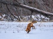 Red Fox Hunting