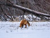 Red Fox Hunting