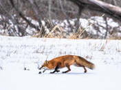Red Fox Hunting