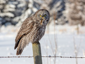 Vole Control