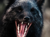 next entry