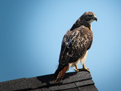 previous entry