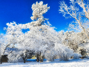 A Frosty Day