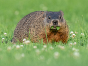 previous entry