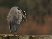previous entry