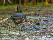 next entry