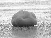 swan on ice