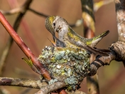previous entry