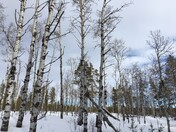 Aspens in Snow