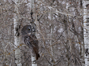 Great Grey Owl