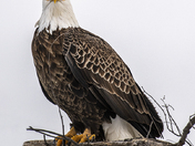 Steely Eyes and Dull Skies