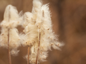 Fall Fuzz