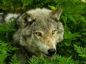 Wolf In The Ferns