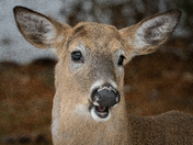 Happy Deer