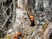 Tree Stump and Mushrooms 