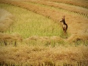 In the Field of Dreams 