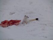 Longtailed weasel