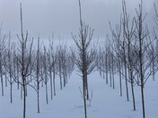 dormant