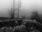 frosted
