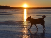 Dog in the spot light.